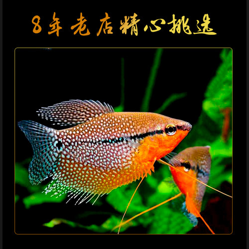 黄曼龙鱼蓝曼龙五彩丽丽鱼黄金马甲球珍珠马甲鱼热带鱼观赏活体鱼 - 图2