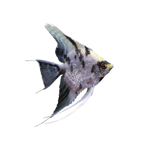 神仙鱼活体观赏鱼神仙鱼燕鱼热带鱼秘鲁神仙红头三色黑神仙小花仙 - 图3