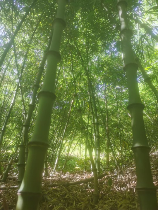 蔬菜竹竿，竹架，爬藤竿  竹子 方竹，水竹烤烟竿定制，定做 - 图2