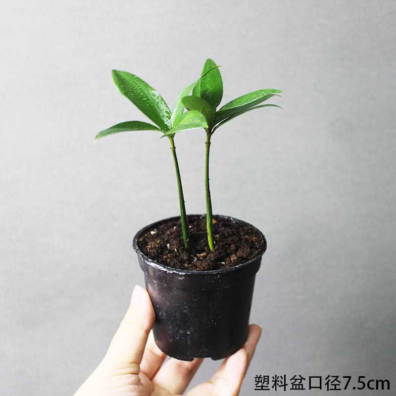 耐阴室内办公室电脑桌上微型迷你小绿植植物小盆景盆栽四季可水培 - 图0