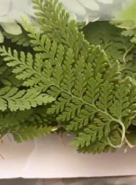 天然绿色姬蕨干花相框装饰材料