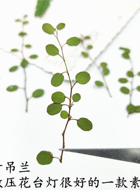 千叶吊篮干花押花书签台灯相框