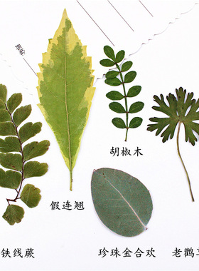 秋天儿童真树叶贴画植物标本