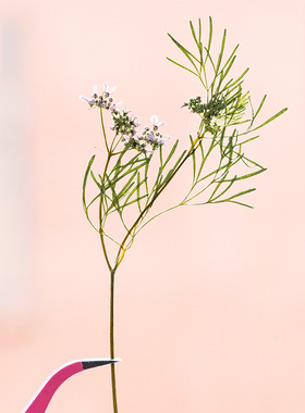 相框花材香菜花干花压花包