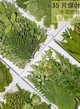 树叶植物标本幼儿园手工贴画干花