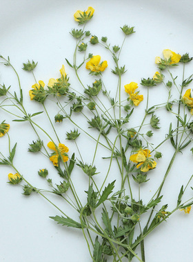 委陵菜花枝植物标本滴胶干花diy