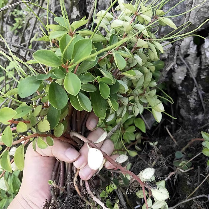 新鲜石蝉草 石火伤叶 胡食蝉草 散血丹 胡椒草 豆瓣七 石马菜500g - 图0