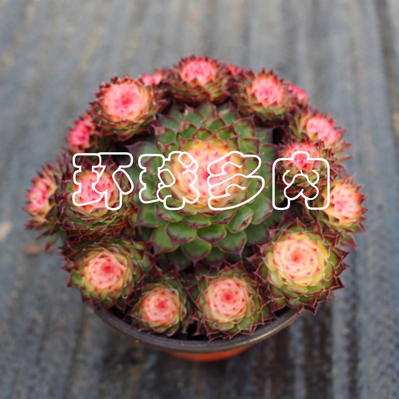 七彩观音莲群生大颗室内多肉植物组合盆栽花卉绿植稀有品种防辐射 环球多肉 淘优券