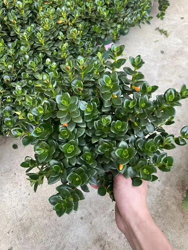 金鱼吊兰盆栽带花苞室内花卉植物阳台办公室好养四季常青聚财绿植 - 图3