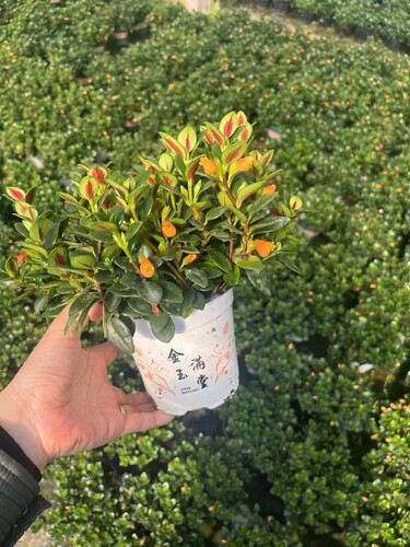 金鱼吊兰盆栽带花苞室内花卉植物阳台办公室好养四季常青聚财绿植 - 图2