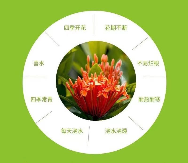 小叶龙船花带花苞盆栽绿植阳台四季开花室外庭院植物绿化绣球花苗 - 图2