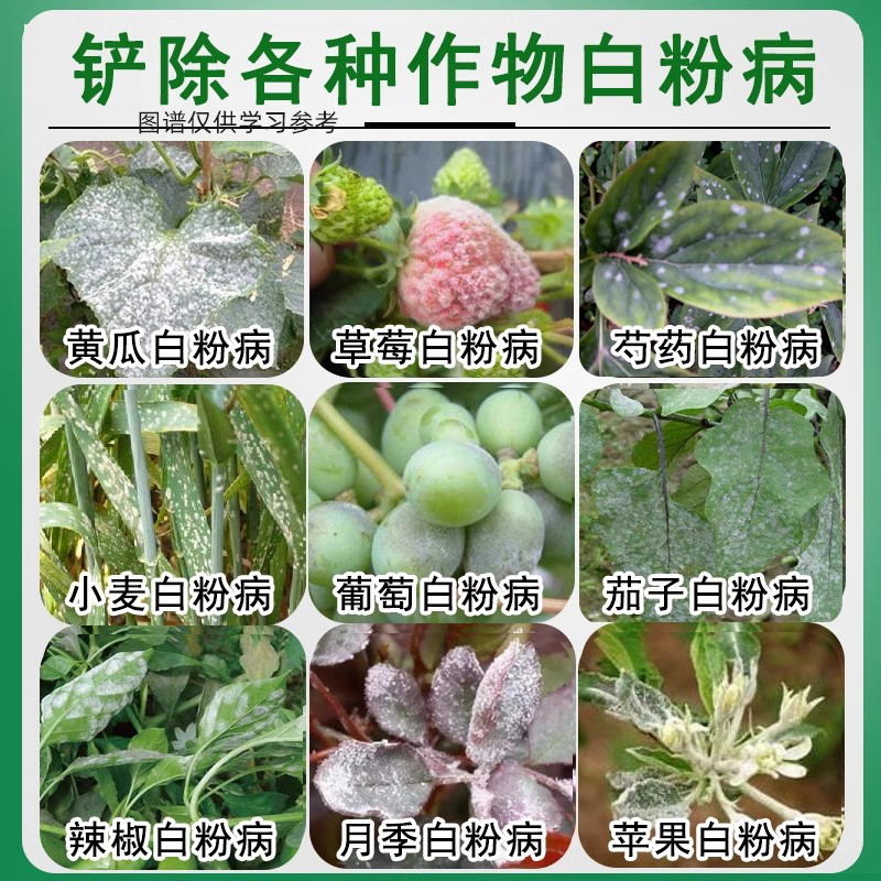 农药大全乙嘧酚杀菌剂草莓小麦月季果树蔬菜绣球专用白粉病杀菌药-图2