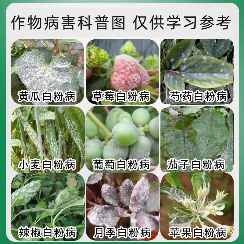 农药大全乙嘧酚杀菌剂草莓小麦月季果树蔬菜绣球专用白粉病杀菌药 - 图2