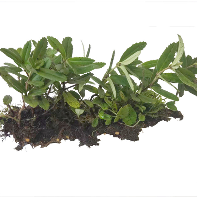中药材生鲜吊石苣苔白棒头瓜子菜岩泽兰岩豇豆石吊兰岩头巴岩草_虎窝淘