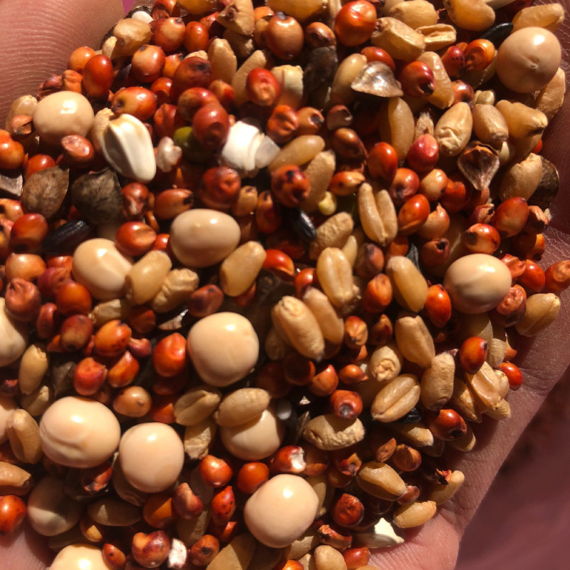 营养鸽子粮无玉米鸟食信鸽观赏鸽幼鸽赛飞专用饲料,淘宝优惠券,粉丝福利购,淘宝优惠卷