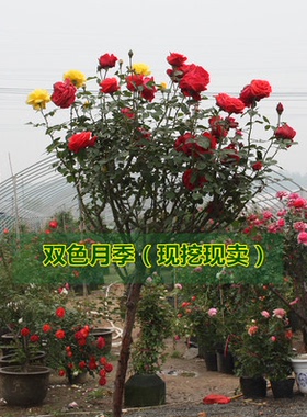 庭院绿植双色月季花苗树桩