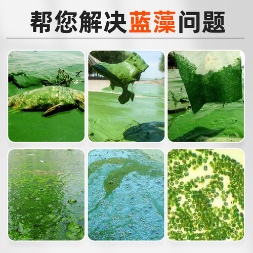 蓝藻净蓝藻分解酶分解素鱼虾蟹塘生物除藻剂蓝藻克星药除绿水净水-图2