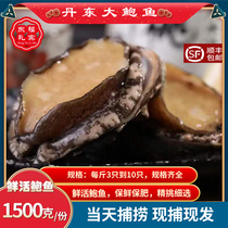 Tandont Produce Abalone Seafood Great Abalone Fresh Seafood Fresh Island Sea Catching Abalone Fresh Cisterone