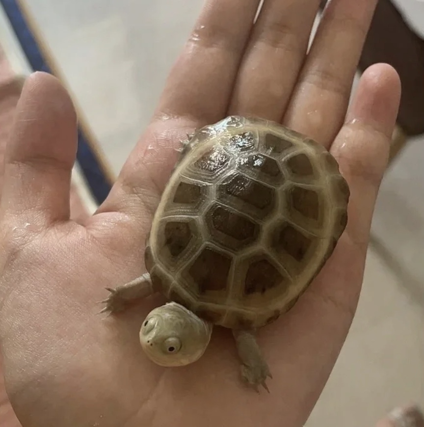 【网红仰泳龟】西非猪龟苗活体西非侧颈龟活体沼泽龟苗活体宠物龟,淘宝优惠券,粉丝福利购,淘宝优惠卷