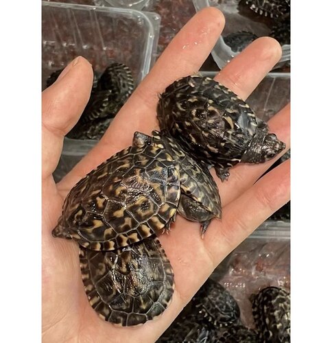 【墨西哥巨蛋】白墨龟苗鱼缸观赏龟反头纹墨蛋龟活体大型深水乌龟 - 图2