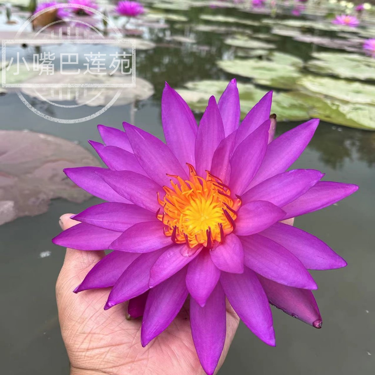 对版精品耐寒睡莲带花苞发货池塘睡莲花水池水培植物四季睡莲花苗-图2