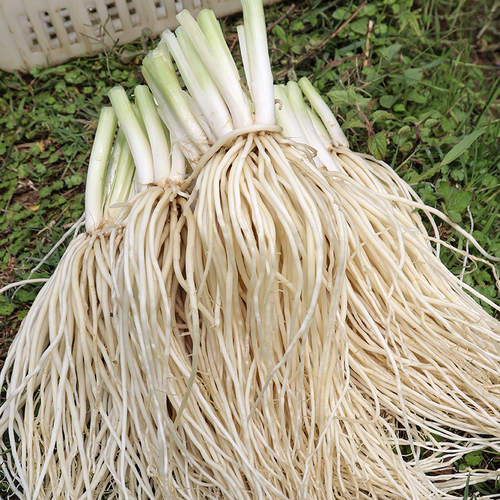 云南德宏新鲜撇菜根苤菜根大韭菜根月子良菜可腌制500克新鲜蔬菜 - 图1