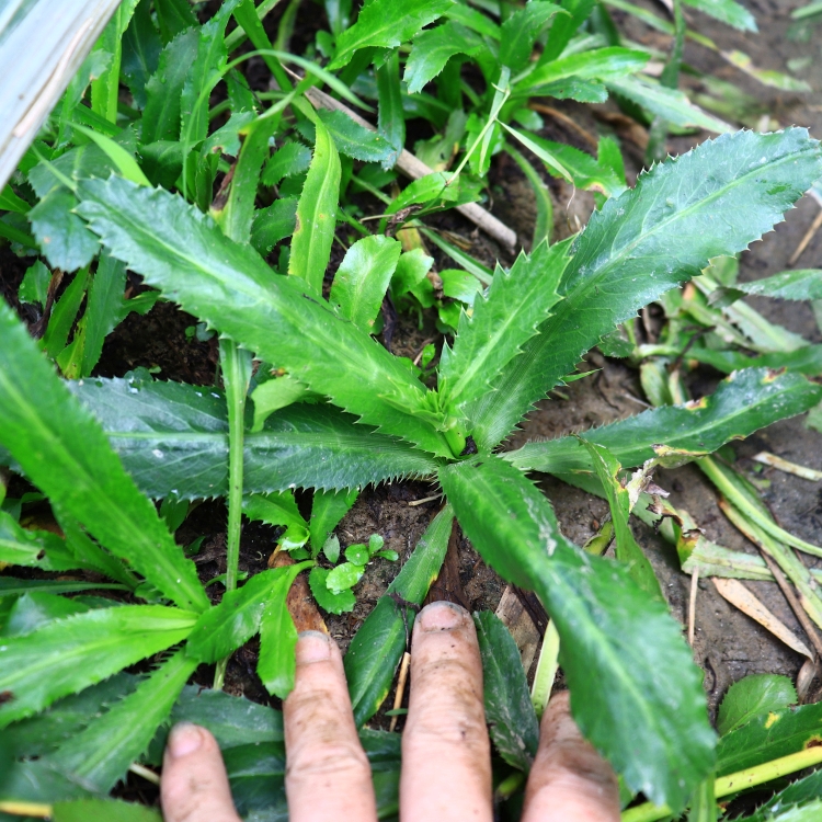 带根老缅芫荽500克可种新鲜有根大香菜刺芹货量少精品蔬菜1斤 - 图1