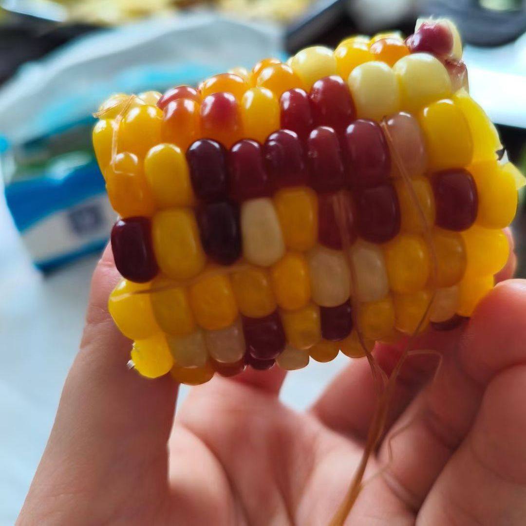 五彩甜糯玉米 - 图2