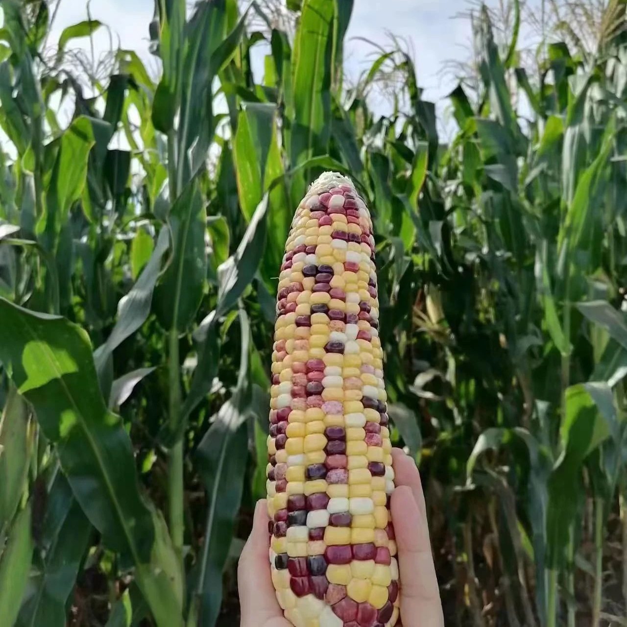 五彩甜糯玉米 - 图0