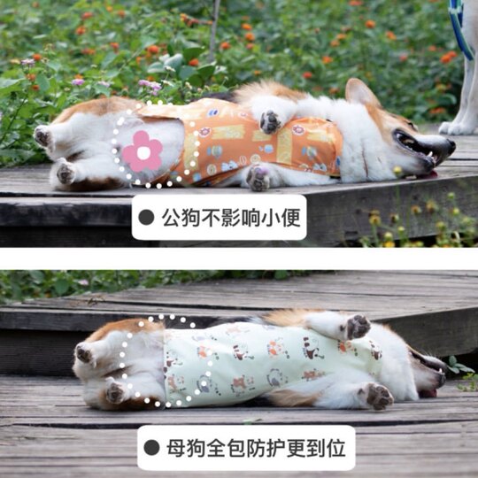 Littletail dog waterproof belly band protects tummy