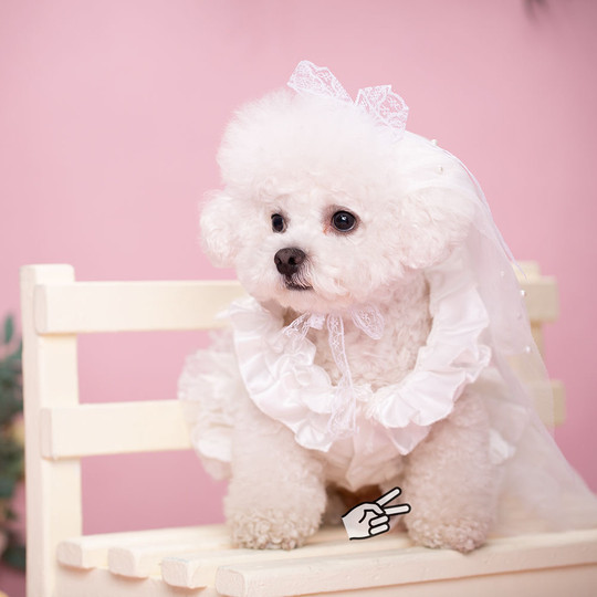 Dog Photoshoot Wedding Clothes Wedding Dress