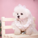 Dog Photoshoot Wedding Clothes Wedding Dress