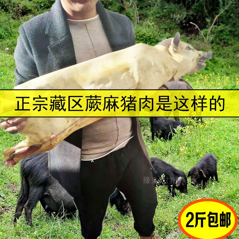 甘南蕨麻猪肉藏区深山高原藏香猪半放养农家猪肉土猪新鲜肉排2斤 - 图0