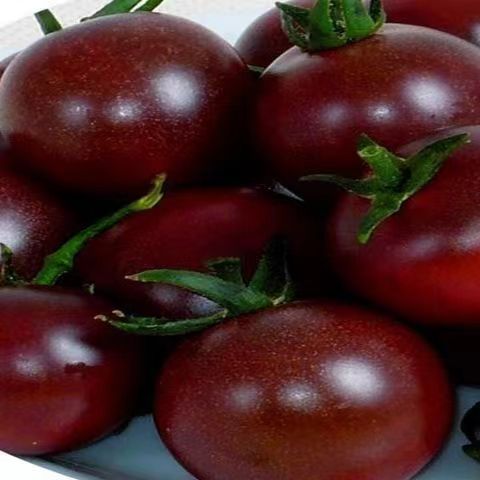 荷兰紫番茄种子盆栽紫色小番茄种子圣女果优质蔬果种子早熟种子 - 图0
