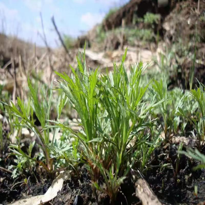 柳蒿菜种子东北野生柳蒿芽种籽种根易活好管理耐寒南北方可种植 - 图1