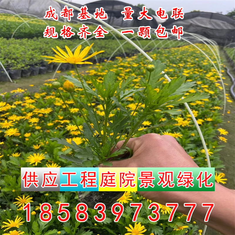 木春菊茼蒿菊花黄金菊庭院四季开花盆栽金黄色小花多年生耐寒花卉-图1