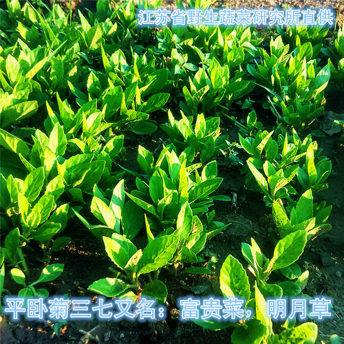明月草富贵菜神仙菜平卧菊三七金鸡毛菜红茎益寿草长寿菜带根苗子 - 图0