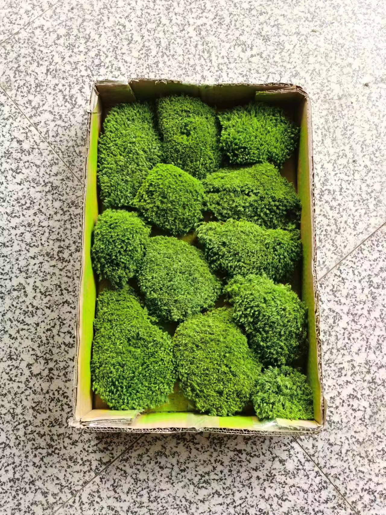 进口永生苔藓苔藓植物墙室内软装造景永生青苔仿真青苔白发藓大灰