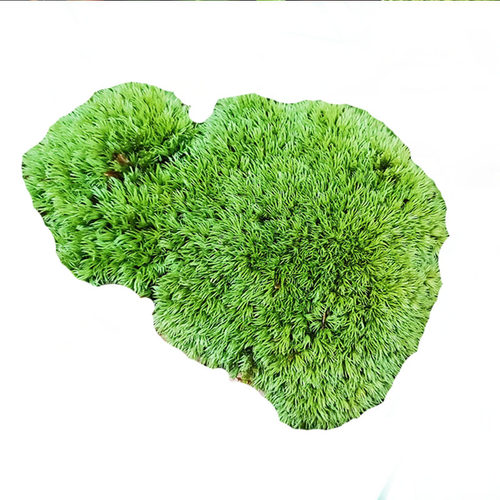 青苔苔藓植物鲜活假山水陆雨林缸 盆景造景铺面diy白发藓 - 图3
