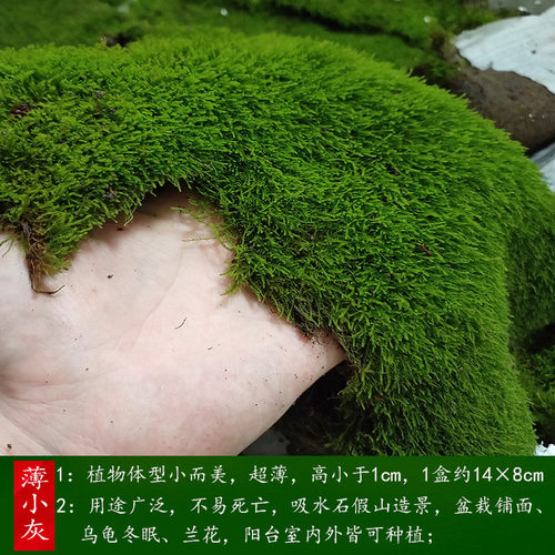 青苔苔藓植物鲜活假山水陆雨林缸 盆景造景铺面diy白发藓 - 图1