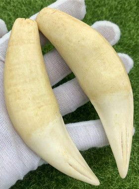 仿虎牙仿狼狗牙吊坠12cm一对文玩收藏品重138g加工流行饰品工艺品