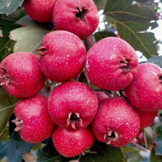 Selected pitted, sulfur-free smoked dried hawthorns, naturally sun-dried