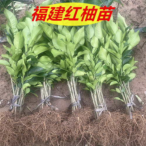 正宗福建平和三红柚子树苗 红蜜柚红心嫁接苗红皮红肉柚果树苗 - 图0