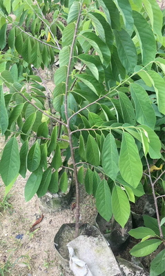 释迦果苗树台湾嫁接凤梨番荔枝苗嫁接苗地栽盆栽佛陀树苗含盆种植 - 图2