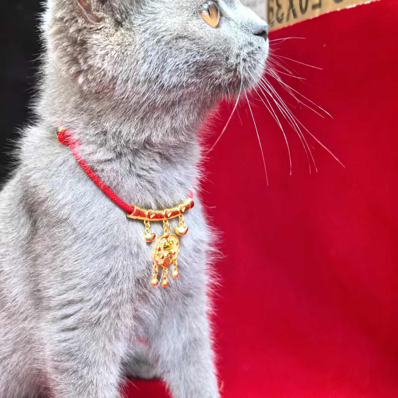 猫咪项链古法沙金狗狗铃铛福锁福牌脖圈春节新年宠物项圈小配饰 - 图1