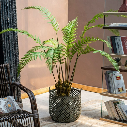 Зеленое растение озеленение декоративное крупно