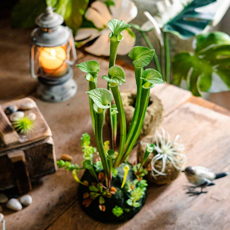 掬涵青苔半圆草球底仿真眼镜蛇绿植盆栽园艺奇趣仿生植物装饰盆景 - 图3