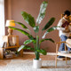 Juhan large simulated banana tree decorative potted plant