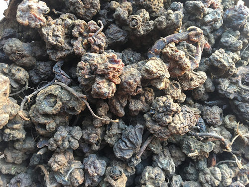 深山不出头葛菌山丛蓉 回春草 地重楼石上莲 独脚莲500g - 图0