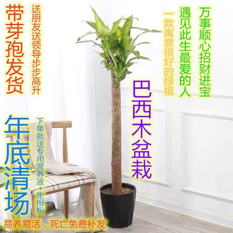 巴西木巴西铁幸运木植物室内大盆栽大型绿植客厅办公室净化空气 - 图0